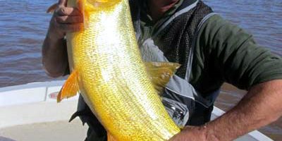 Steve and golden dorado 1.jpg